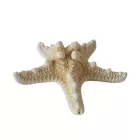 Tengeri csillag