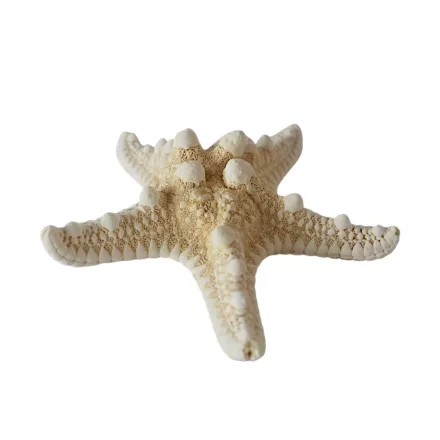Tengeri csillag