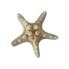 Tengeri csillag