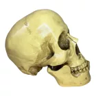 Rabság koponya