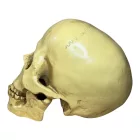 Rabság koponya