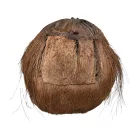 Faragott kókuszdió fej