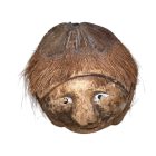 Faragott Kókuszdió Fej