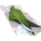 Szentelt Eukaliptusz