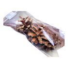 Szentelt Fenyőtoboz