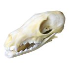 Vörös Róka Koponya