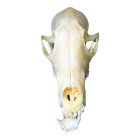 Vörös Róka Koponya