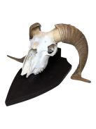 Kos Koponya