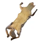 Rókaprém