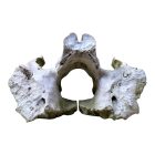 Állati Nyakcsigolya