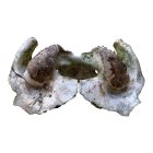 Állati Nyakcsigolya