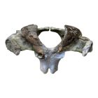 Állati Nyakcsigolya