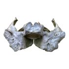 Állati Nyakcsigolya