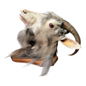 Kecskefej