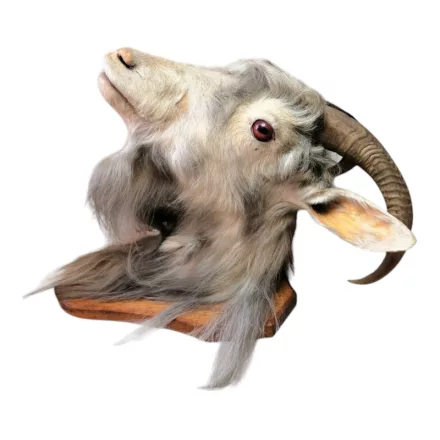 Kecskefej