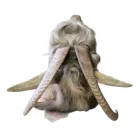 Kecskefej
