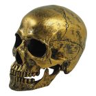 Aranyszínű koponya